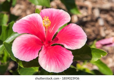 Vivid Tropical Pink Hibiscus Growing Outdoor Stock Photo 1859023936