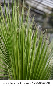 Washingtonia Filifera Palm Leaf Greenhouse Stock Photo