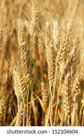 Wheat Ears Stock Photo 152104604 Shutterstock