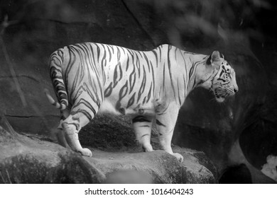 White Tiger Yawning Stock Photo 1262204230 Shutterstock