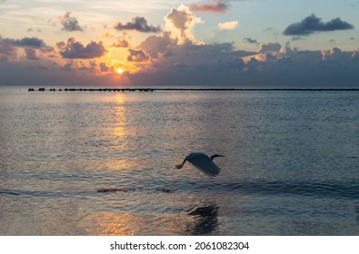 White Bird Flying Over Ocean On Stock Photo Shutterstock