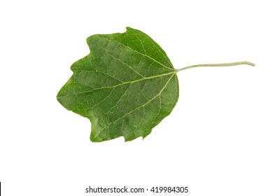 White Poplar Populus Alba Tree Leaf Stock Photo Shutterstock