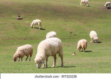 White Sheep Eating Grass Meadow Background Stock Photo 397323238