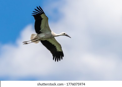 White Stork Flying Meadow Stock Photo Shutterstock