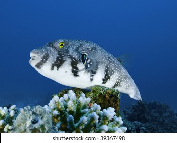 Blue Spotted Puffer Fish Images Stock Photos Vectors Shutterstock