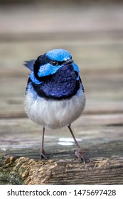 Wild Male Superb Fairy Wren Werribee Stock Photo 1475697428 Shutterstock