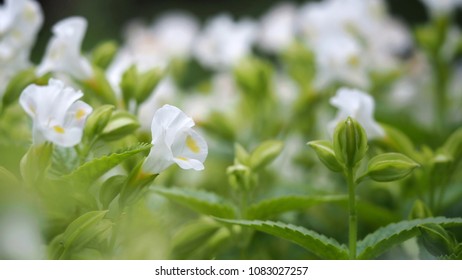 Torenia Fournierilinden Ex E Fourn Images Stock Photos Vectors