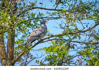 A Bird Sittin On A Tree Branch Images Stock Photos Vectors