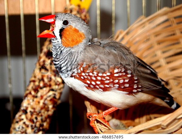 Zebra Finch Taeniopygia Guttata Singing Stock Photo Edit Now