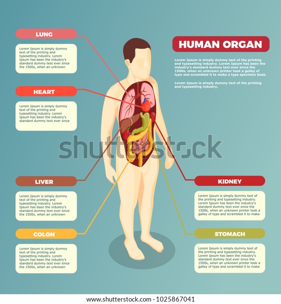 Anatomía del cuerpo humano con órganos internos afiche médico con