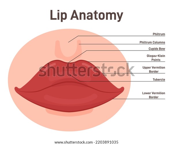 Anatomy Lips Human Mouth External Parts Stock Vector Royalty Free