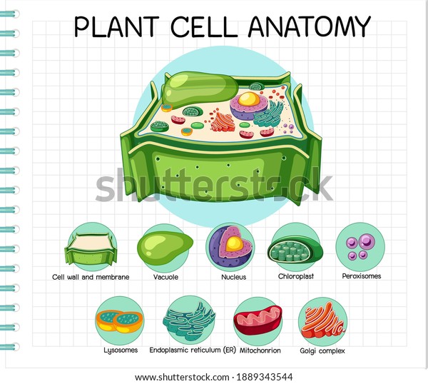 Anatomie Von Pflanzenzellen Biologie Diagramm Abbildung Stock