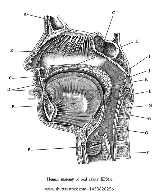 Antique Engraving Illustration Human Oral Cavity Stock Vector Royalty