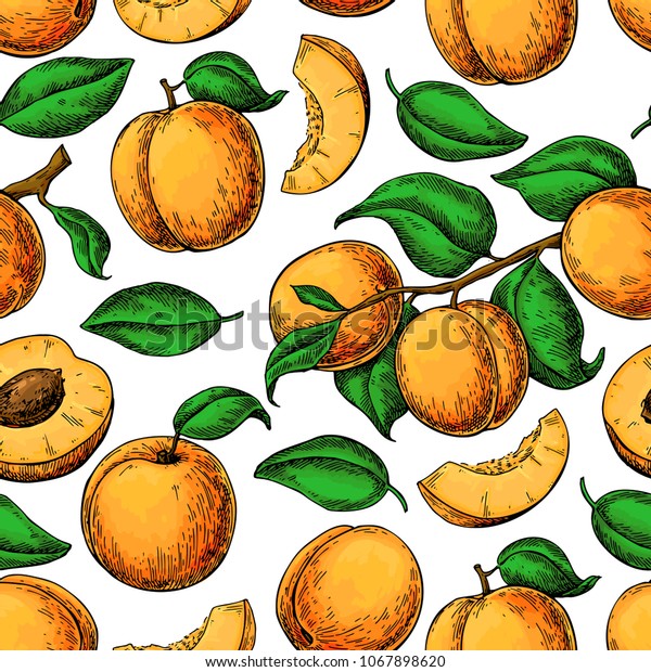 Apricot Seamless Pattern Vector Drawing Hand Stock Vector Royalty Free