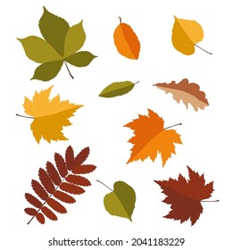 Autumn Leaves Set Isolated On White Stock Vector Royalty Free