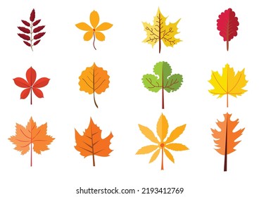 Autumn Leaves Set Isolated On White Stock Vector Royalty Free