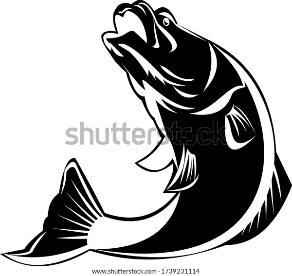 Barramundi Fish Jumping Isolated Black White Stock Vector Royalty Free