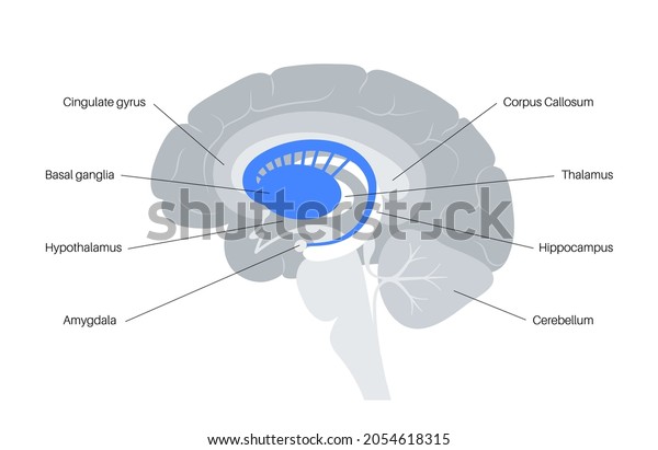 Basal Ganglia Limbic System Concept Human Stock Vector Royalty Free