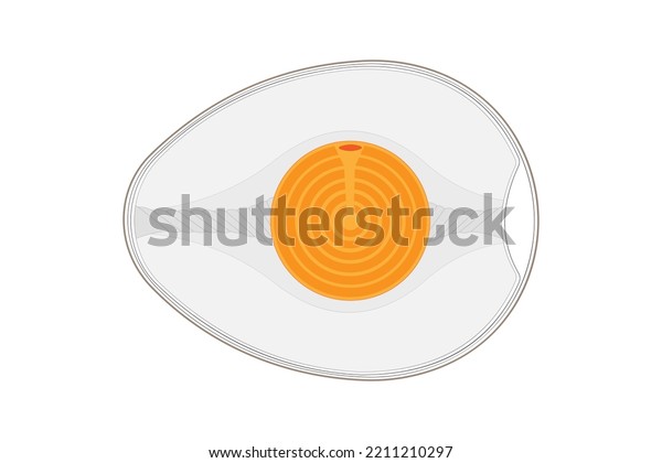 Bird Egg Structure Vector Illustration Stock Vector Royalty Free