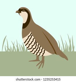 Bird Quail Vector Illustration Flat Style Stock Vector Royalty Free