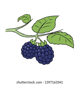 Blackberry On Branch Vector Illustration Stock Vector Royalty Free