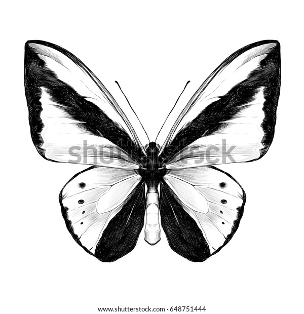 Butterfly Symmetric Top View Sketch Vector Stock Vector Royalty Free