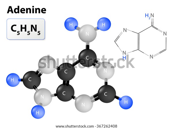 Chemical Structural Formula Model Adenine Stock Vector Royalty Free