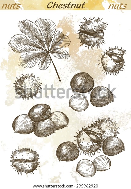 Chestnut Set Vector Sketches On Abstract Stock Vector Royalty Free