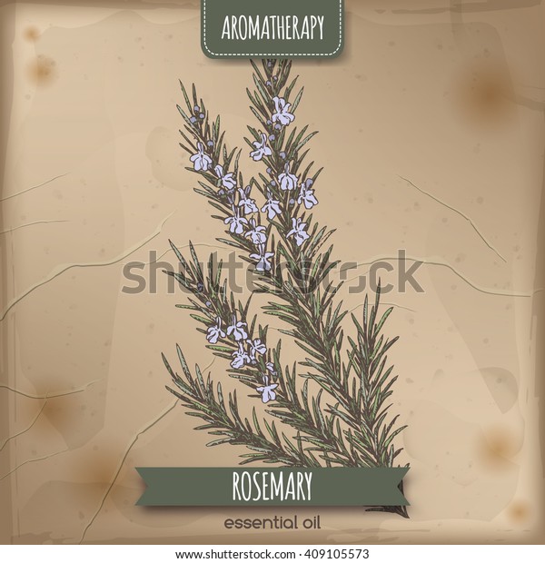 Color Rosmarinus Officinalis Aka Rosemary Sketch Stock Vector Royalty