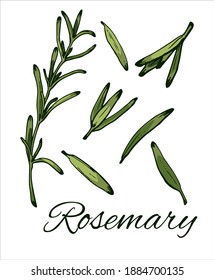 Colorful Rosemary Hand Drawn Set Rosemary Stock Vector Royalty Free