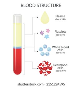 Composition Whole Blood Vector Diagram Blood Stock Vector Royalty Free