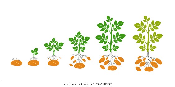 Crop Stages Potatoes Plant Isolated Harvest Stock Vector Royalty Free