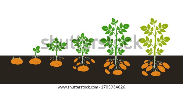 Crop Stages Potatoes Plant Isolated Harvest Stock Vector Royalty Free