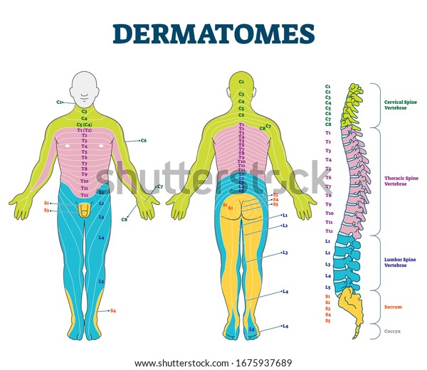 Dermatomes Images Photos Et Images Vectorielles De Stock