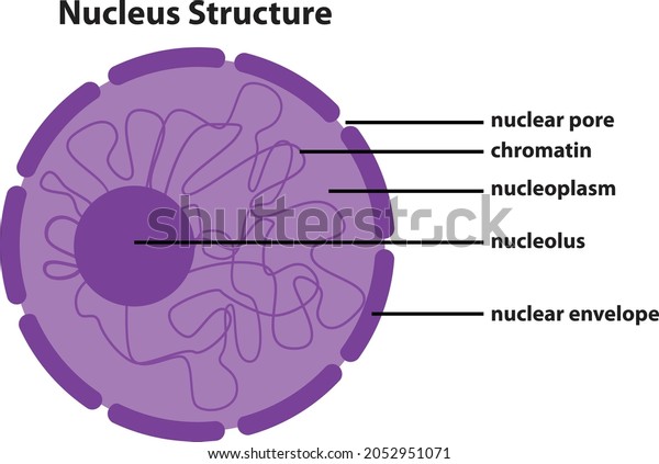 Nucleus Diagram