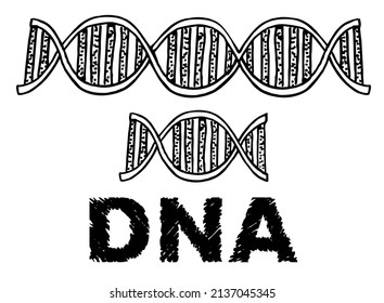 Dna Sketch Hand Drawn Illustration Dna Stock Vector Royalty Free