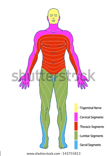 Drawing Medical Didactic Board Anatomy Human 스톡 벡터 로열티 프리 143755813