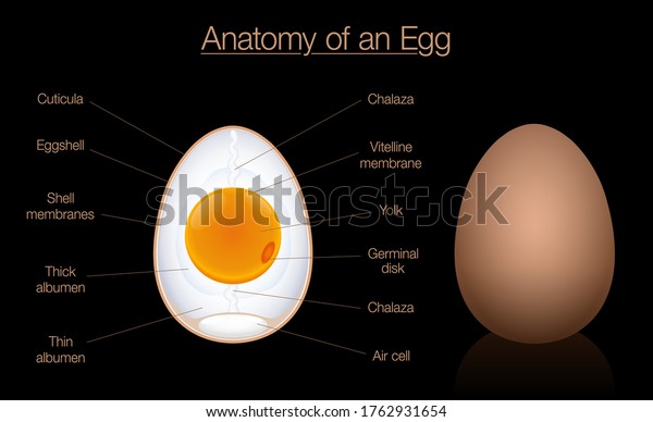 Egg Anatomy Cross Section Structure Birds Stock Vector Royalty Free