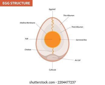 Egg Embryo Anatomy Section Bird Chicken Stock Vector Royalty Free