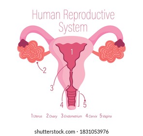 Female Human Reproductive System Gynecology Anatomy เวกเตอรสตอก