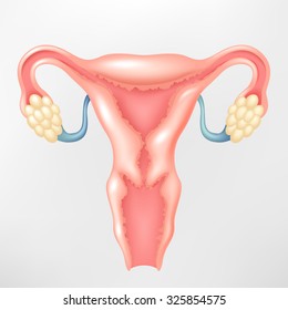 Female Reproductive System Stock Vector Royalty Free