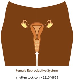 Female Reproductive System Color Stock Vector Royalty Free 121346953