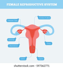 Female Reproductive System Flat Info Graphic Vector De Stock Libre De