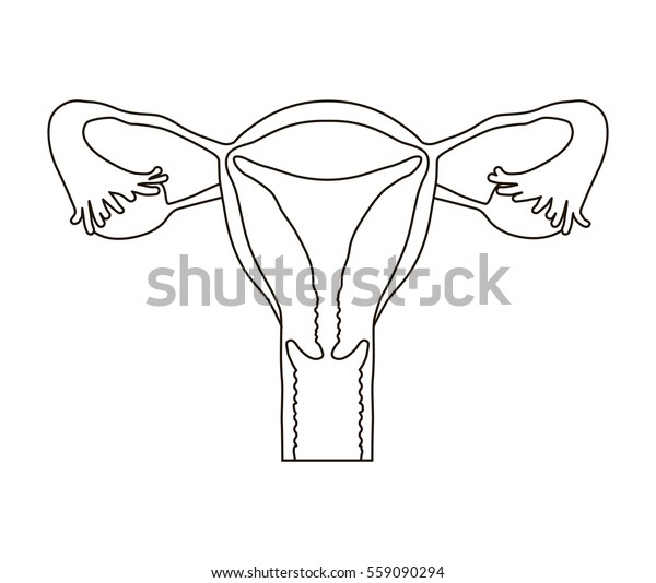 Female Reproductive System Line Icon Vector Illustration