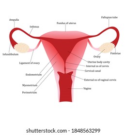 Female Reproductive System Detailed Anatomy Vector Stock Vector