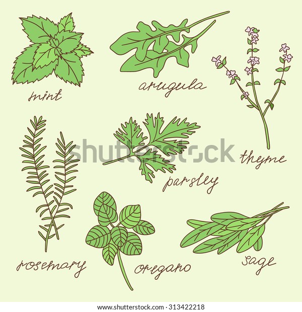 Fresh Herbs Hand Drawn Icon Set Stock Vector Royalty Free Shutterstock