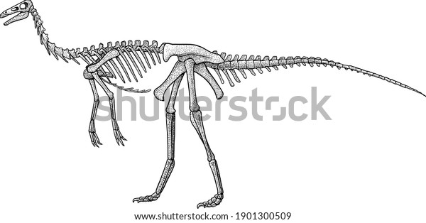 Gallimimus Skeleton Illustration Drawing Engraving Ink Arkivvektor