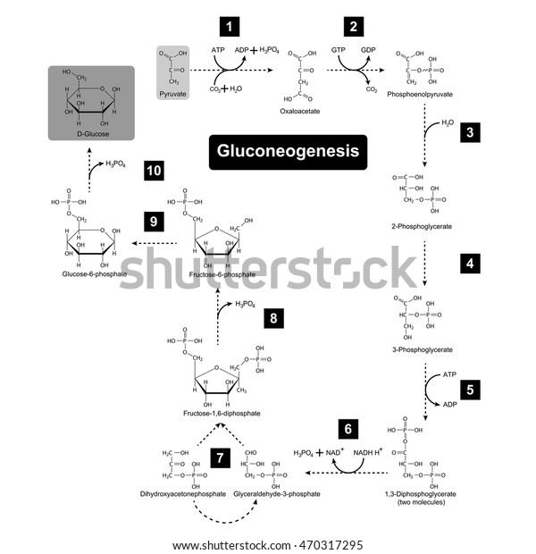 Gluconeogenesis Metabolic Pathway D Biochemical Process Stock Vector