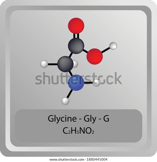 Glycine Gly G Amino Acid Chemical Stock Vector Royalty Free