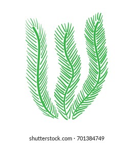 Green Algae Isolated Illustration On White Stock Vector Royalty Free